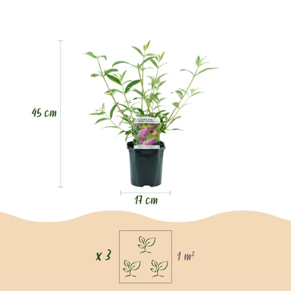 Tuinplant - Buddleja davidii Pink Delight - Vlinderstruik - Winterhard - Forestbloom