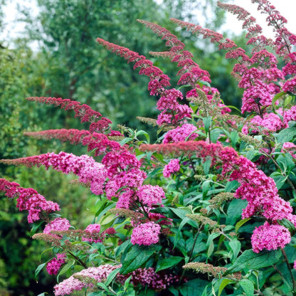 Tuinplant - Buddleja davidii Pink Delight - Vlinderstruik - Winterhard - Forestbloom