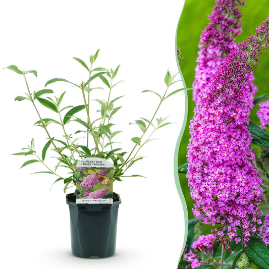 Tuinplant - Buddleja davidii Pink Delight - Vlinderstruik - Winterhard - Forestbloom
