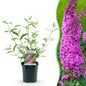 Tuinplant - Buddleja davidii Pink Delight - Vlinderstruik - Winterhard - Forestbloom