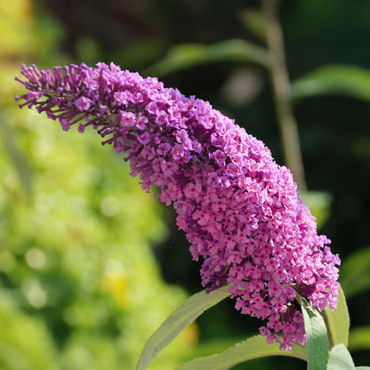 Tuinplant - Buddleja davidii Pink Delight - Vlinderstruik - Winterhard - Forestbloom