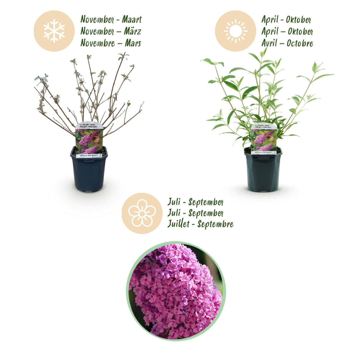 Tuinplant - Buddleja davidii Pink Delight - Vlinderstruik - Winterhard - Forestbloom