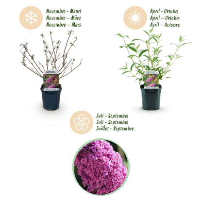 Tuinplant - Buddleja davidii Pink Delight - Vlinderstruik - Winterhard - Forestbloom