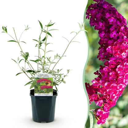 Tuinplant - Buddleja davidii Royal Red - Vlinderstruik - Winterhard - Forestbloom