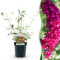 Tuinplant - Buddleja davidii Royal Red - Vlinderstruik - Winterhard - Forestbloom