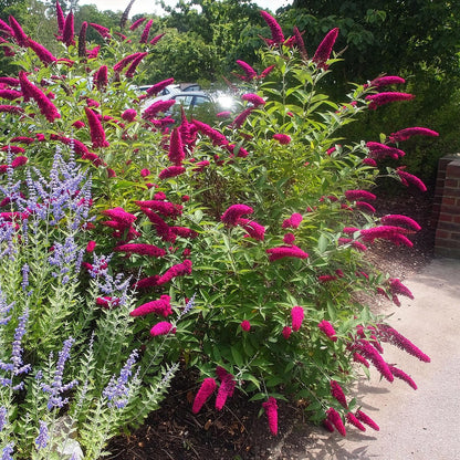 Tuinplant - Buddleja davidii Royal Red - Vlinderstruik - Winterhard - Forestbloom