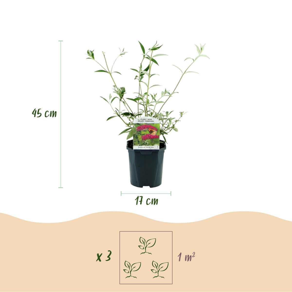 Tuinplant - Buddleja davidii Royal Red - Vlinderstruik - Winterhard - Forestbloom