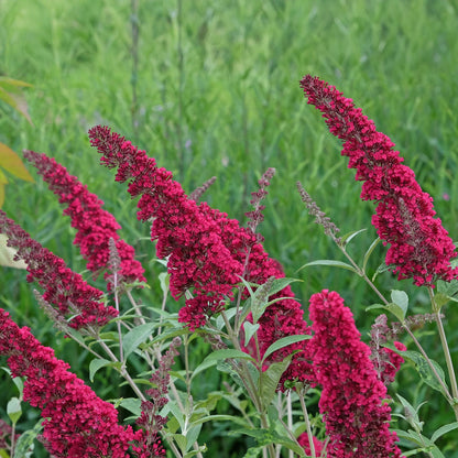 Tuinplant - Buddleja davidii Royal Red - Vlinderstruik - Winterhard - Forestbloom