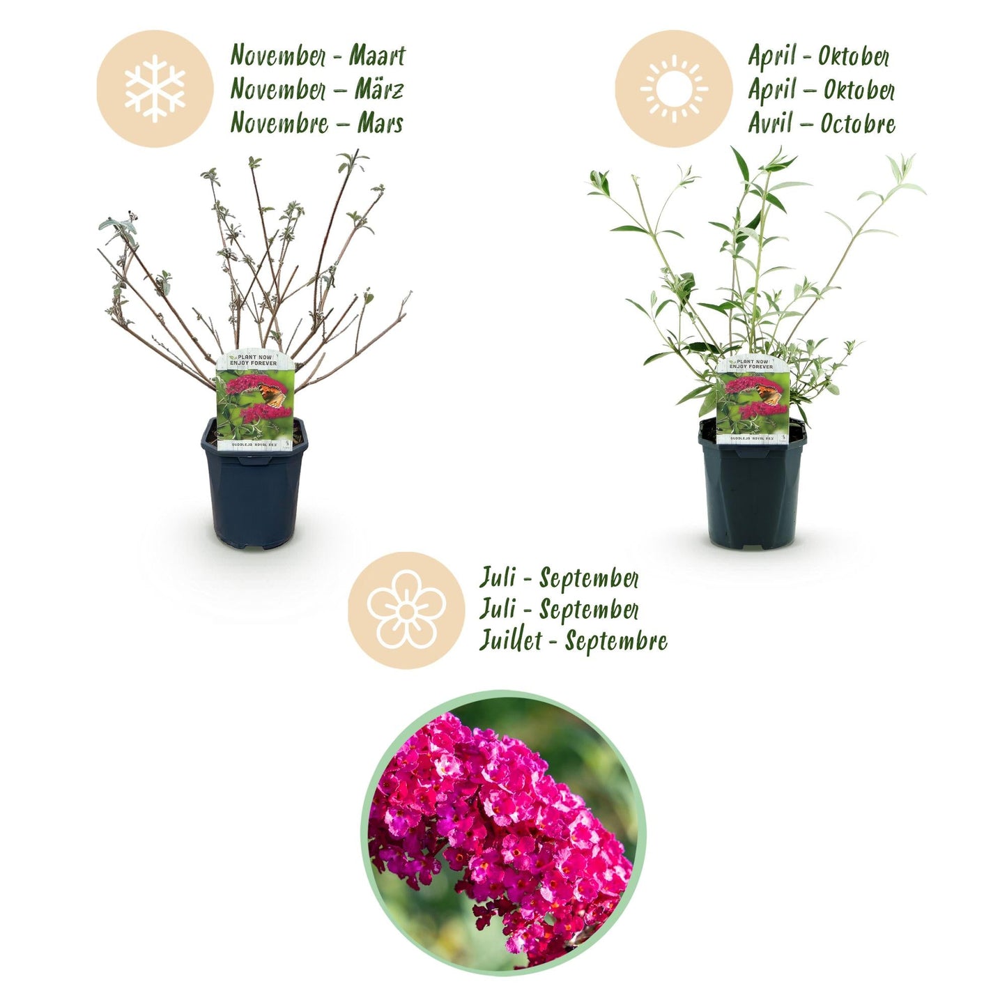 Tuinplant - Buddleja davidii Royal Red - Vlinderstruik - Winterhard - Forestbloom
