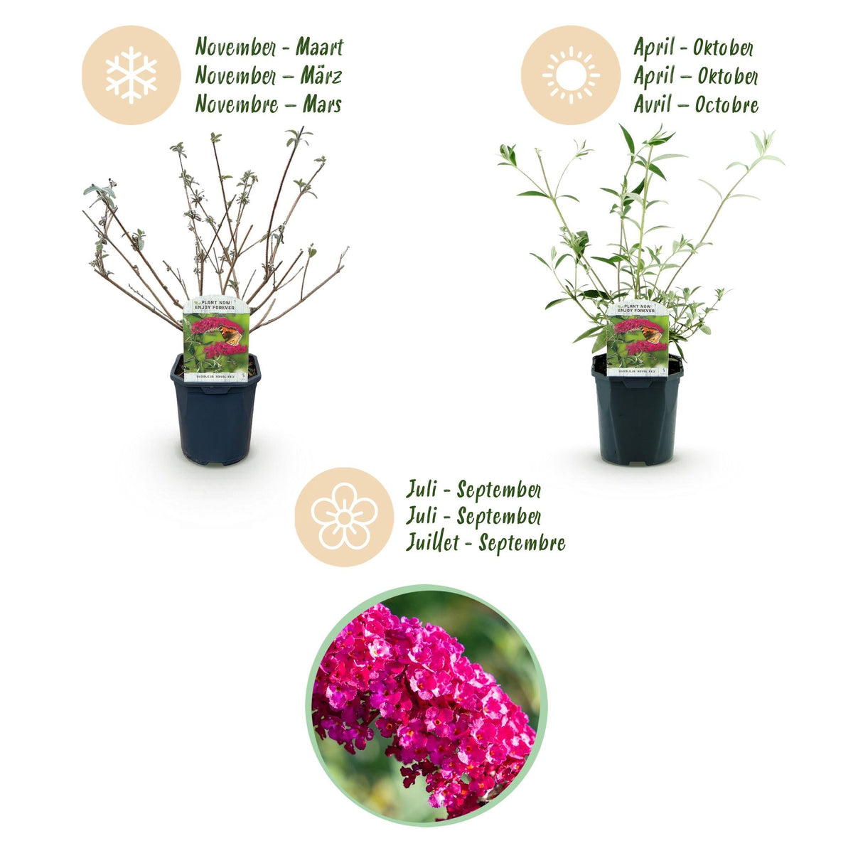 Tuinplant - Buddleja davidii Royal Red - Vlinderstruik - Winterhard - Forestbloom