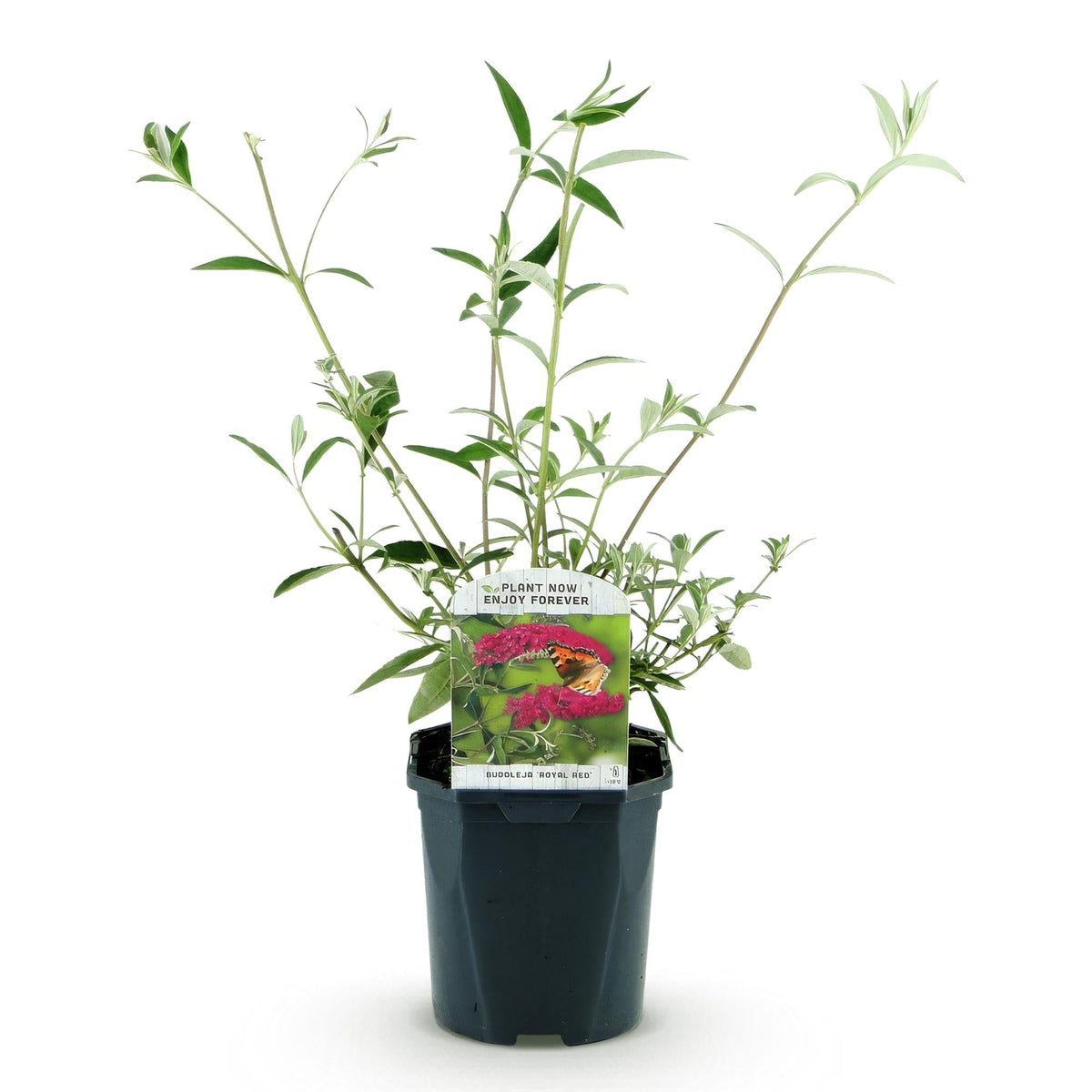 Tuinplant - Buddleja davidii Royal Red - Vlinderstruik - Winterhard - Forestbloom