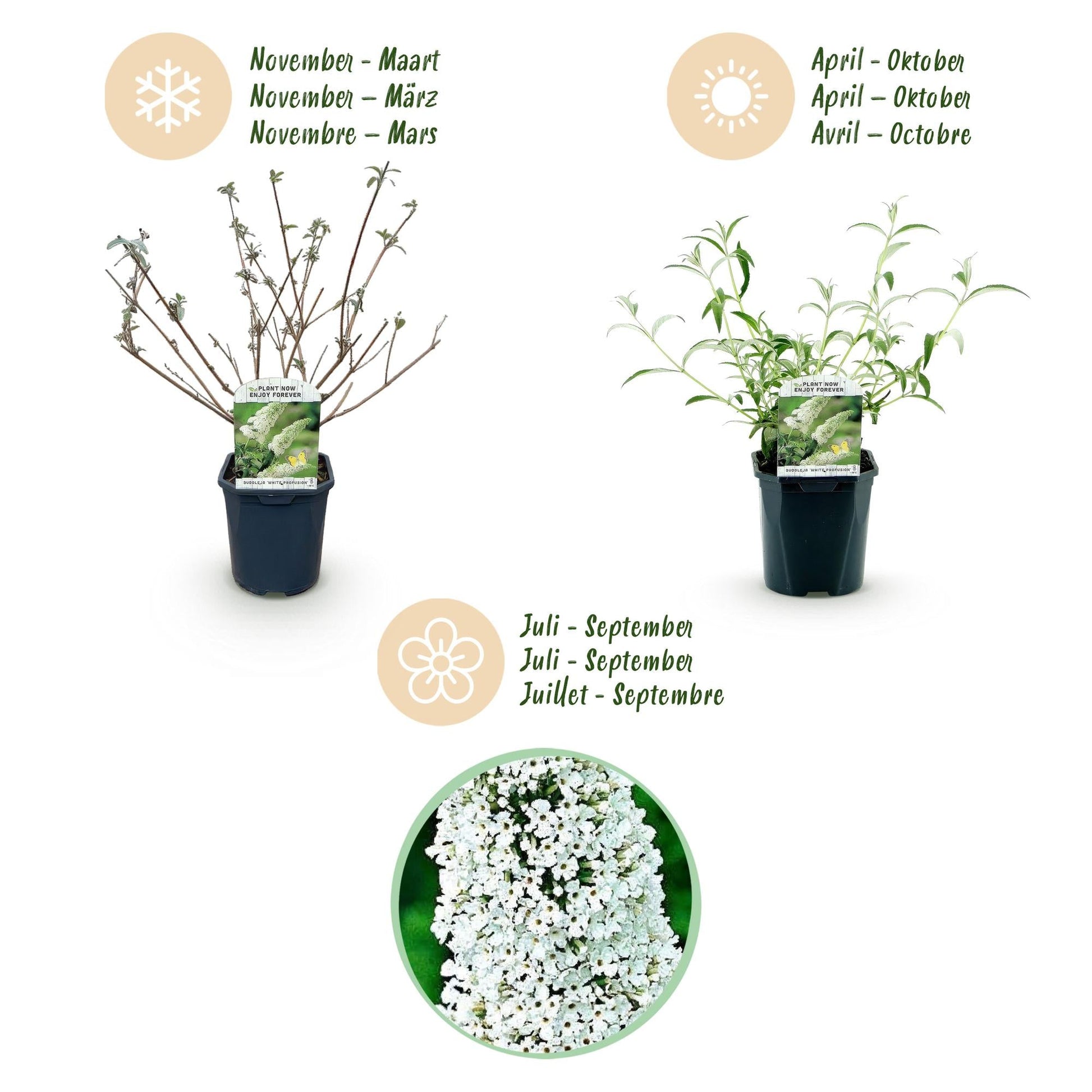 Tuinplant - Buddleja davidii White Profusion - Vlinderstruik - Winterhard - Forestbloom
