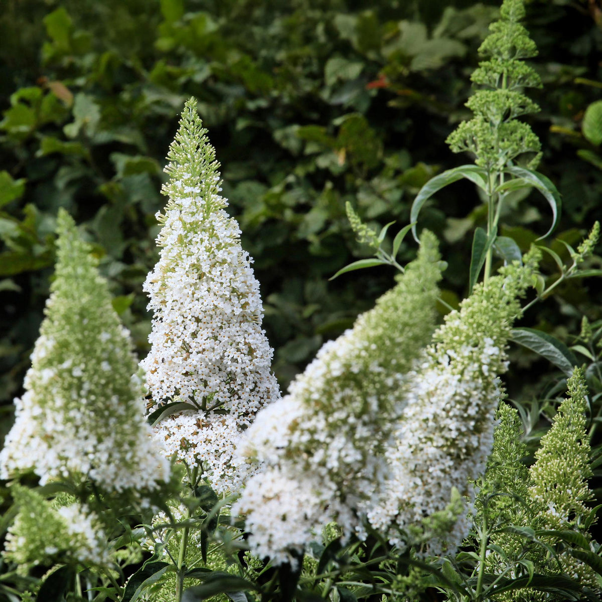 Tuinplant - Buddleja davidii White Profusion - Vlinderstruik - Winterhard - Forestbloom