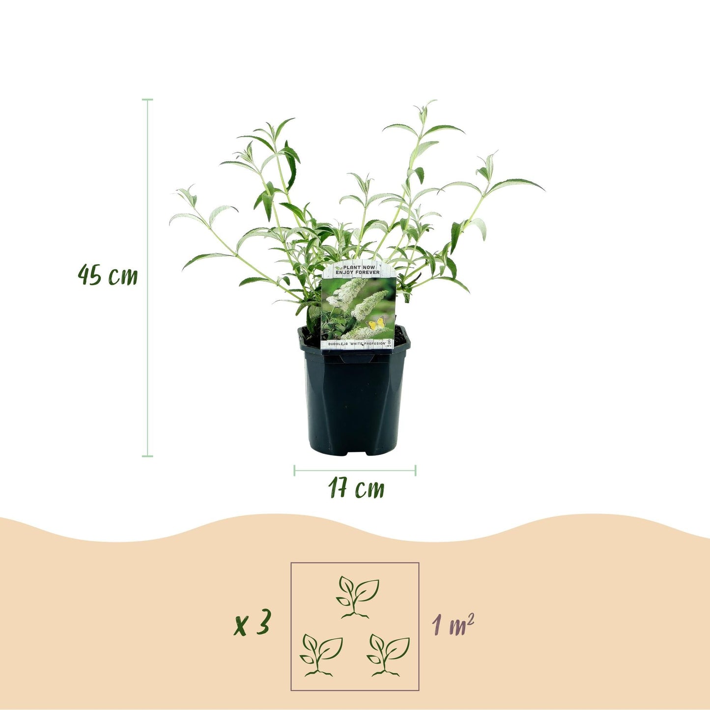 Tuinplant - Buddleja davidii White Profusion - Vlinderstruik - Winterhard - Forestbloom