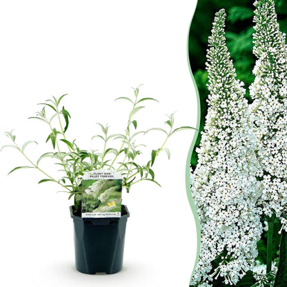Tuinplant - Buddleja davidii White Profusion - Vlinderstruik - Winterhard - Forestbloom