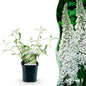 Tuinplant - Buddleja davidii White Profusion - Vlinderstruik - Winterhard - Forestbloom