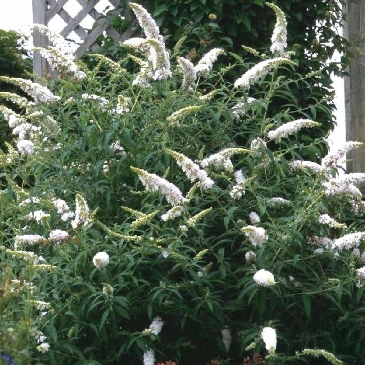 Tuinplant - Buddleja davidii White Profusion - Vlinderstruik - Winterhard - Forestbloom