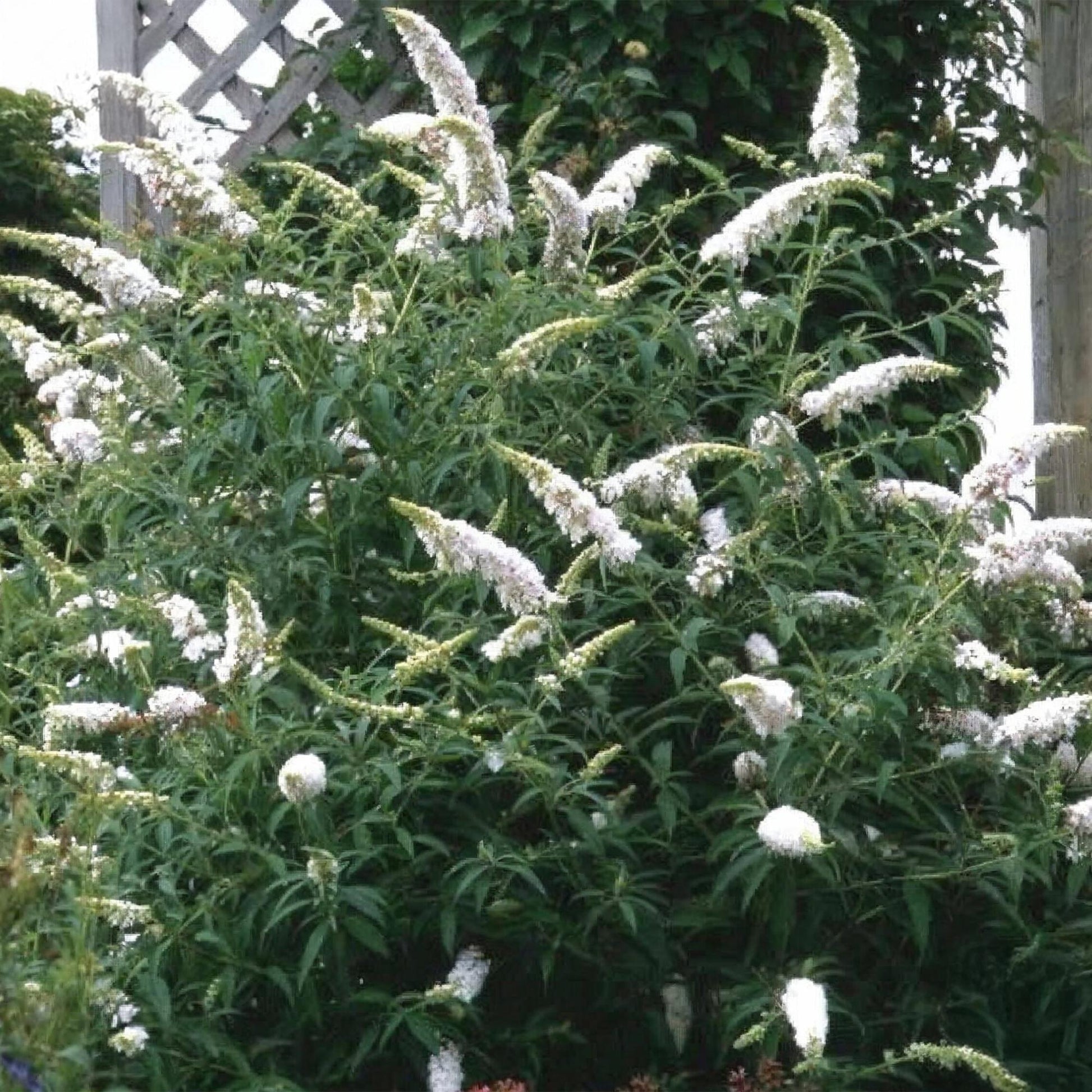 Tuinplant - Buddleja davidii White Profusion - Vlinderstruik - Winterhard - Forestbloom