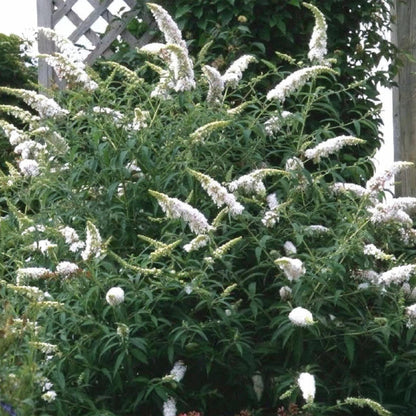 Tuinplant - Buddleja davidii White Profusion - Vlinderstruik - Winterhard - Forestbloom