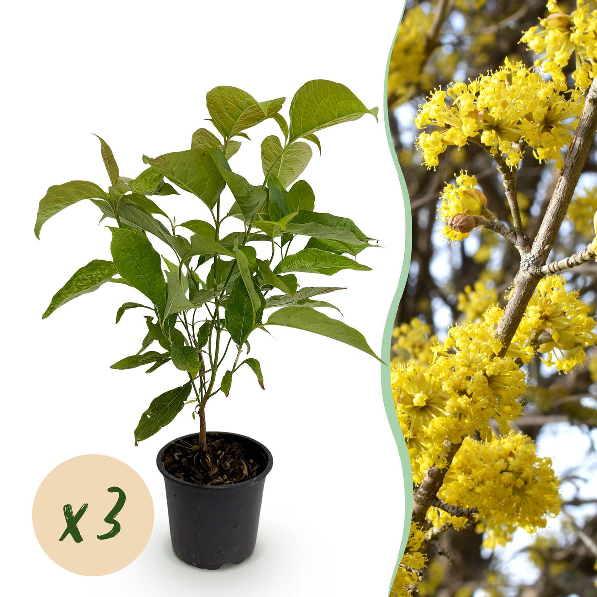 Tuinplant - Cornus mas - 3 Planten - Weinig Onderhoud - Forestbloom
