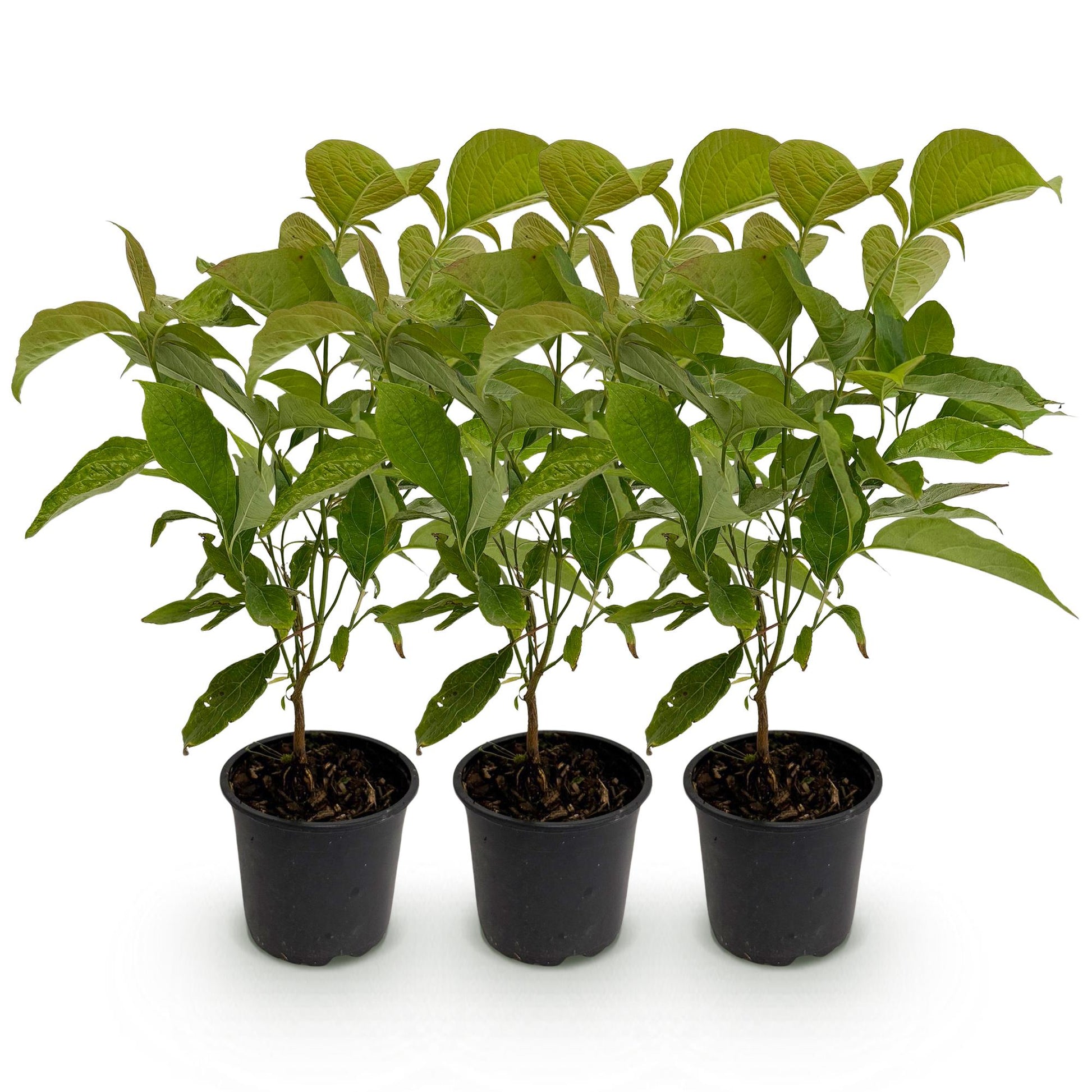Tuinplant - Cornus mas - 3 Planten - Weinig Onderhoud - Forestbloom