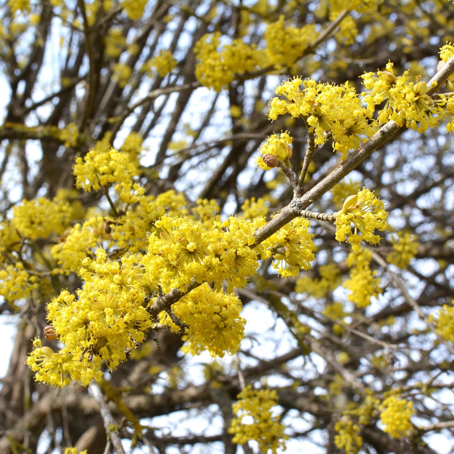Tuinplant - Cornus mas - Weinig Onderhoud - Forestbloom
