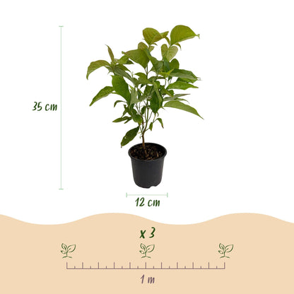 Tuinplant - Cornus mas - Weinig Onderhoud - Forestbloom