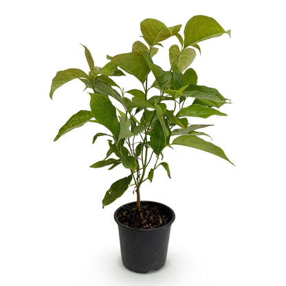 Tuinplant - Cornus mas - Weinig Onderhoud - Forestbloom