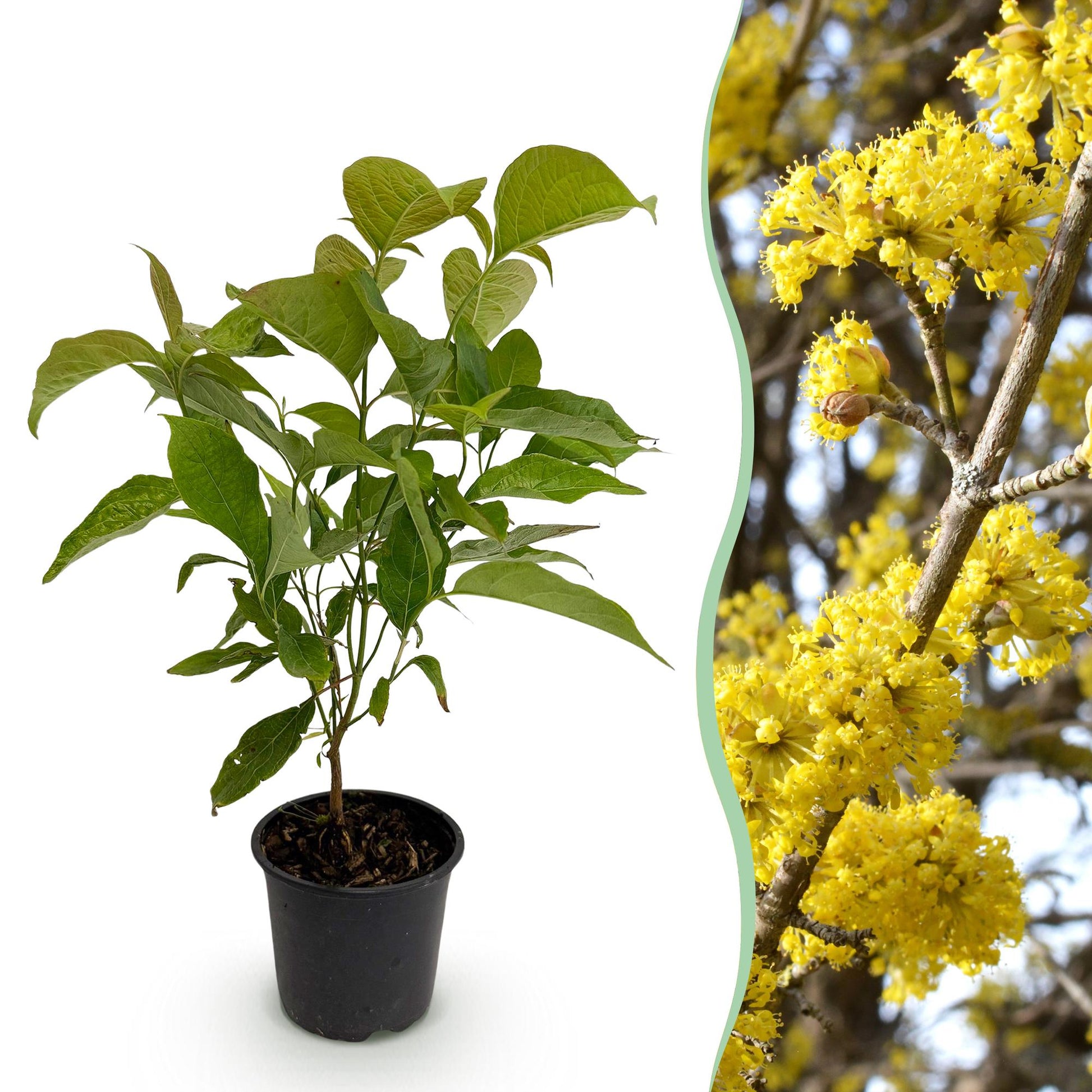 Tuinplant - Cornus mas - Weinig Onderhoud - Forestbloom