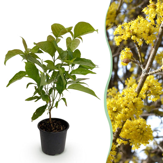Tuinplant - Cornus mas - Weinig Onderhoud - Forestbloom