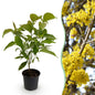 Tuinplant - Cornus mas - Weinig Onderhoud - Forestbloom
