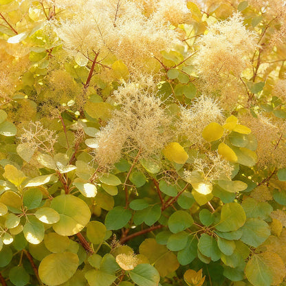 Tuinplant - Cotinus coggyria Golden Spirit - 3 Planten - Weinig Onderhoud - Forestbloom