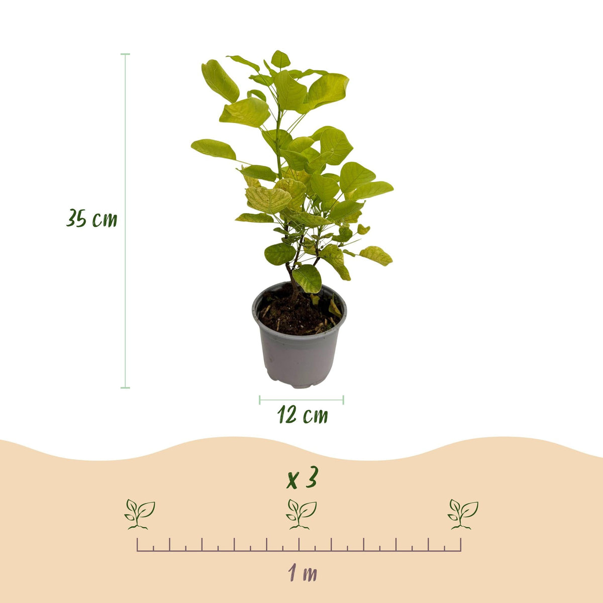 Tuinplant - Cotinus coggyria Golden Spirit - 3 Planten - Weinig Onderhoud - Forestbloom