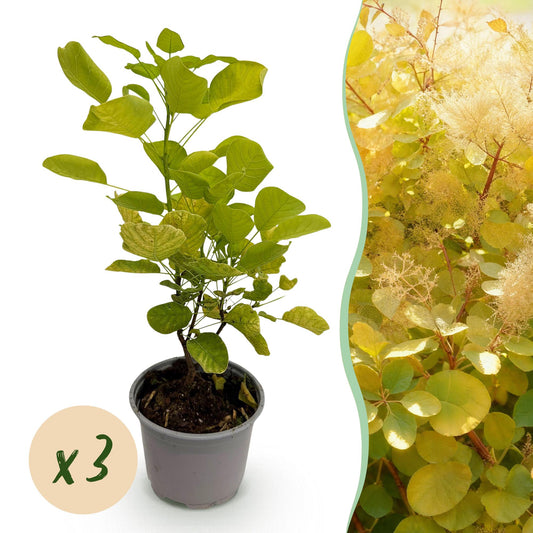 Tuinplant - Cotinus coggyria Golden Spirit - 3 Planten - Weinig Onderhoud - Forestbloom