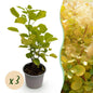 Tuinplant - Cotinus coggyria Golden Spirit - 3 Planten - Weinig Onderhoud - Forestbloom