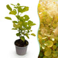 Tuinplant - Cotinus coggyria Golden Spirit - Weinig Onderhoud - Forestbloom