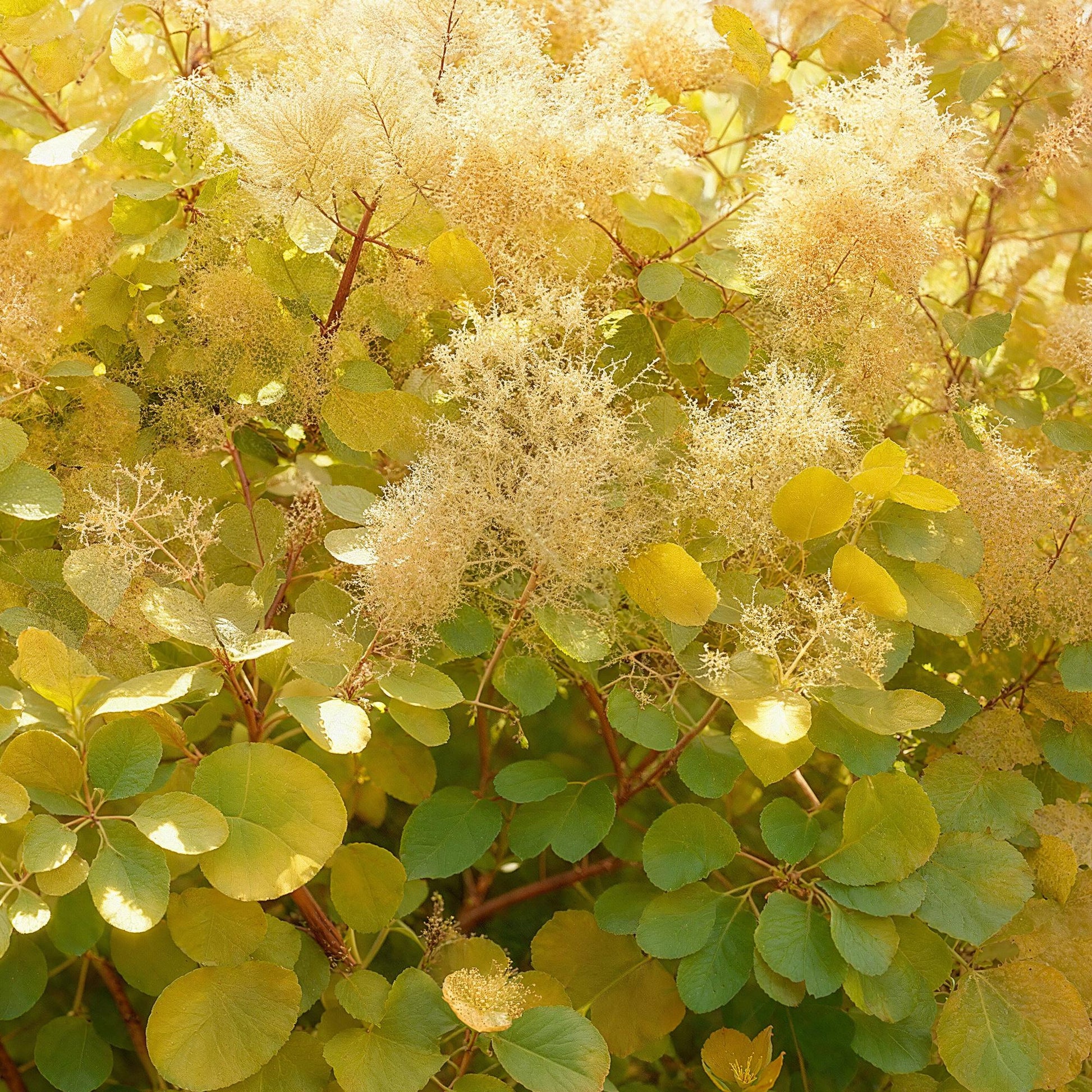 Tuinplant - Cotinus coggyria Golden Spirit - Weinig Onderhoud - Forestbloom