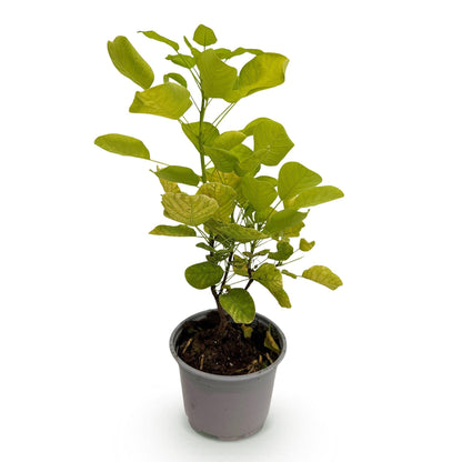 Tuinplant - Cotinus coggyria Golden Spirit - Weinig Onderhoud - Forestbloom