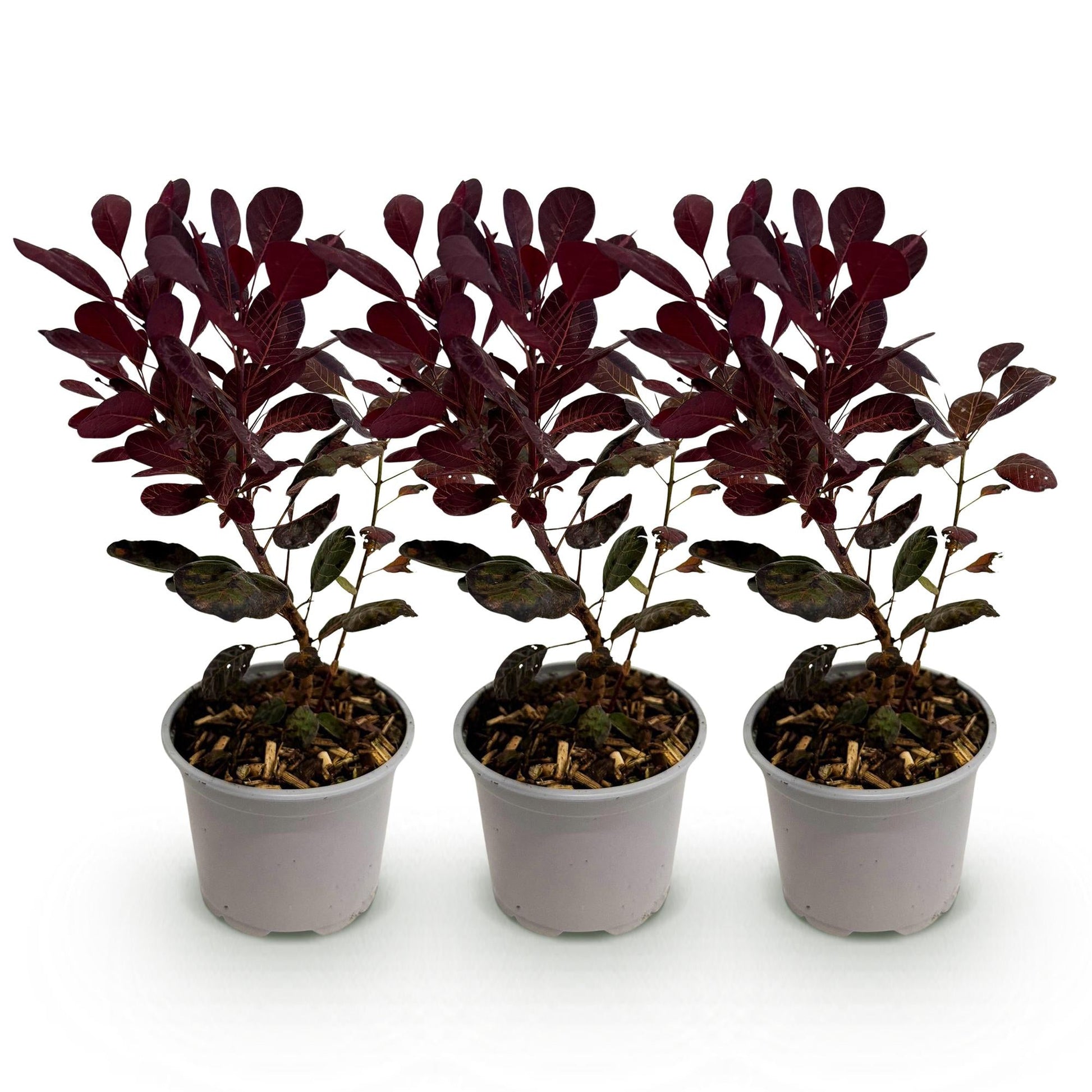 Tuinplant - Cotinus coggyria Lilla -3 Planten - Weinig Onderhoud - Forestbloom