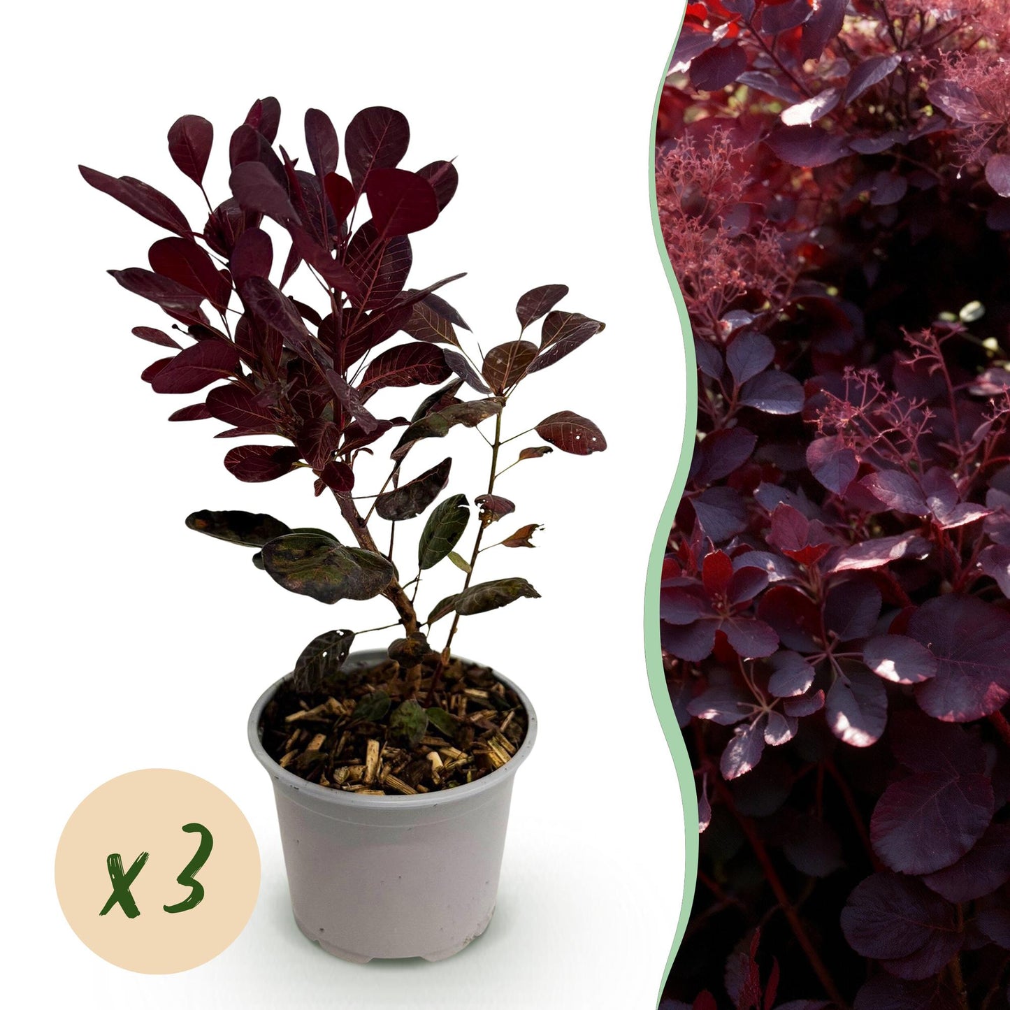 Tuinplant - Cotinus coggyria Lilla -3 Planten - Weinig Onderhoud - Forestbloom