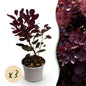 Tuinplant - Cotinus coggyria Lilla -3 Planten - Weinig Onderhoud - Forestbloom