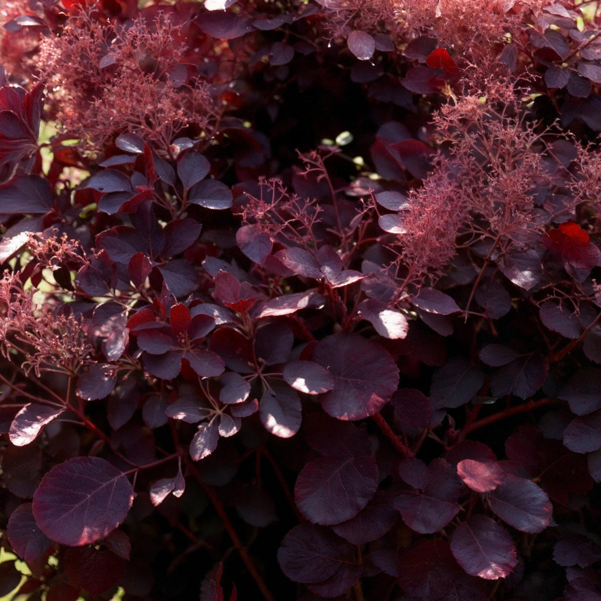 Tuinplant - Cotinus coggyria Lilla -3 Planten - Weinig Onderhoud - Forestbloom