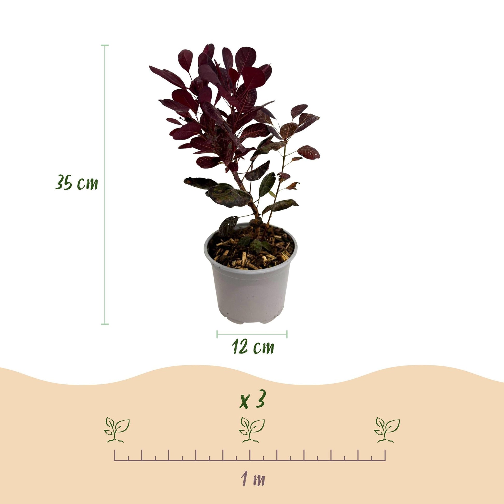 Tuinplant - Cotinus coggyria Lilla -3 Planten - Weinig Onderhoud - Forestbloom