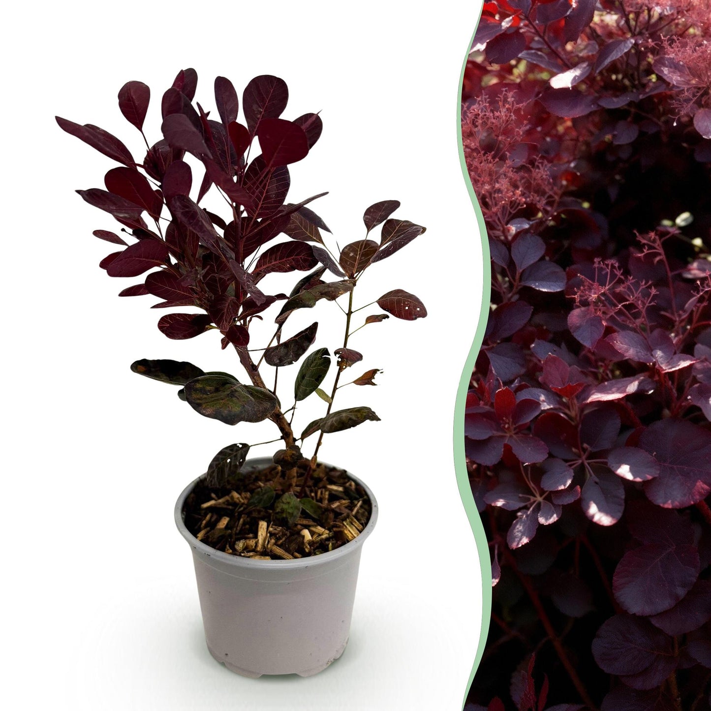 Tuinplant - Cotinus coggyria Lilla - Weinig Onderhoud - Forestbloom