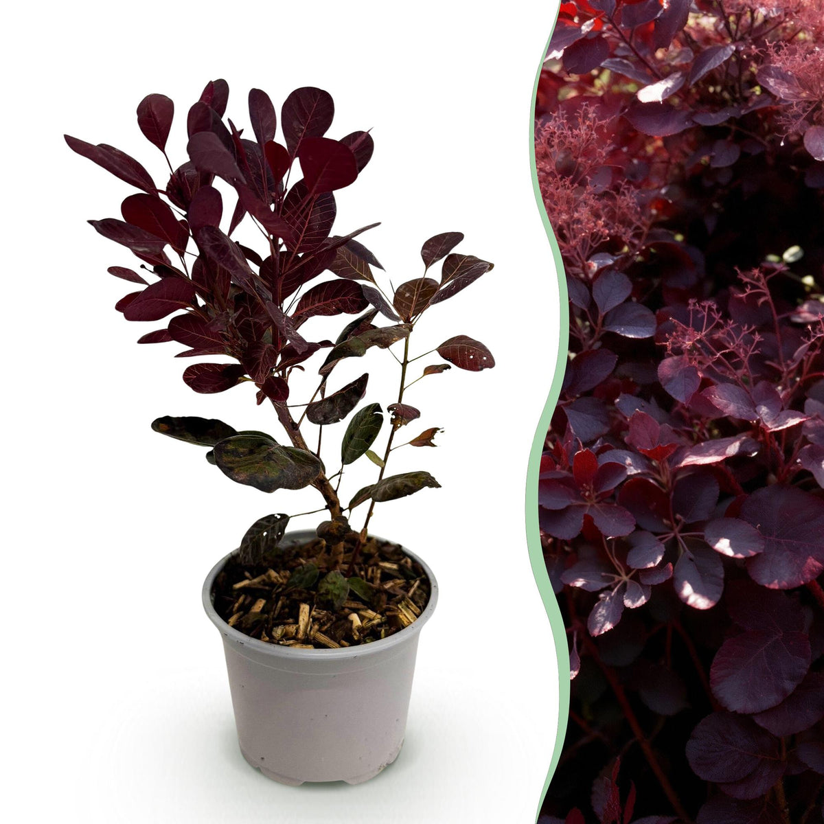 Tuinplant - Cotinus coggyria Lilla - Weinig Onderhoud - Forestbloom