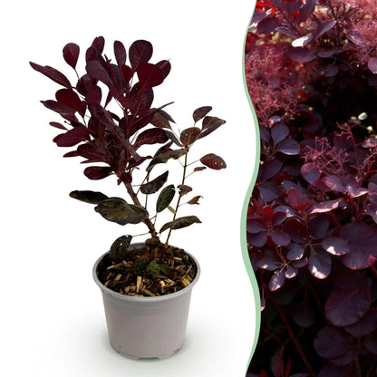 Tuinplant - Cotinus coggyria Lilla - Weinig Onderhoud - Forestbloom