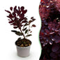 Tuinplant - Cotinus coggyria Lilla - Weinig Onderhoud - Forestbloom