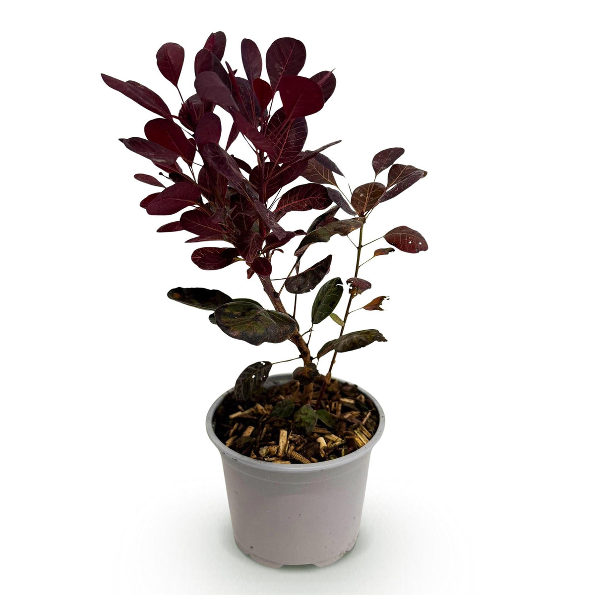 Tuinplant - Cotinus coggyria Lilla - Weinig Onderhoud - Forestbloom