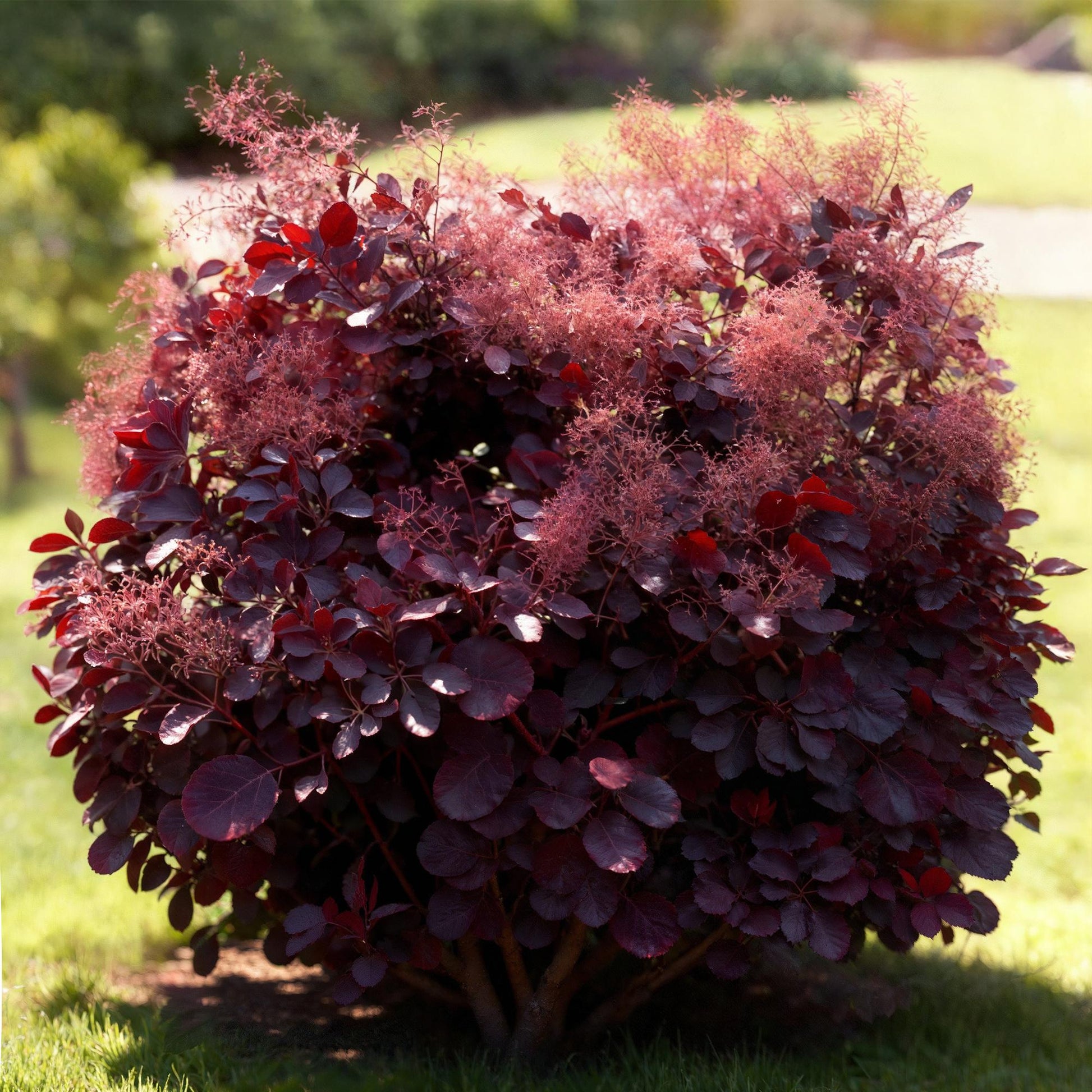 Tuinplant - Cotinus coggyria Lilla - Weinig Onderhoud - Forestbloom