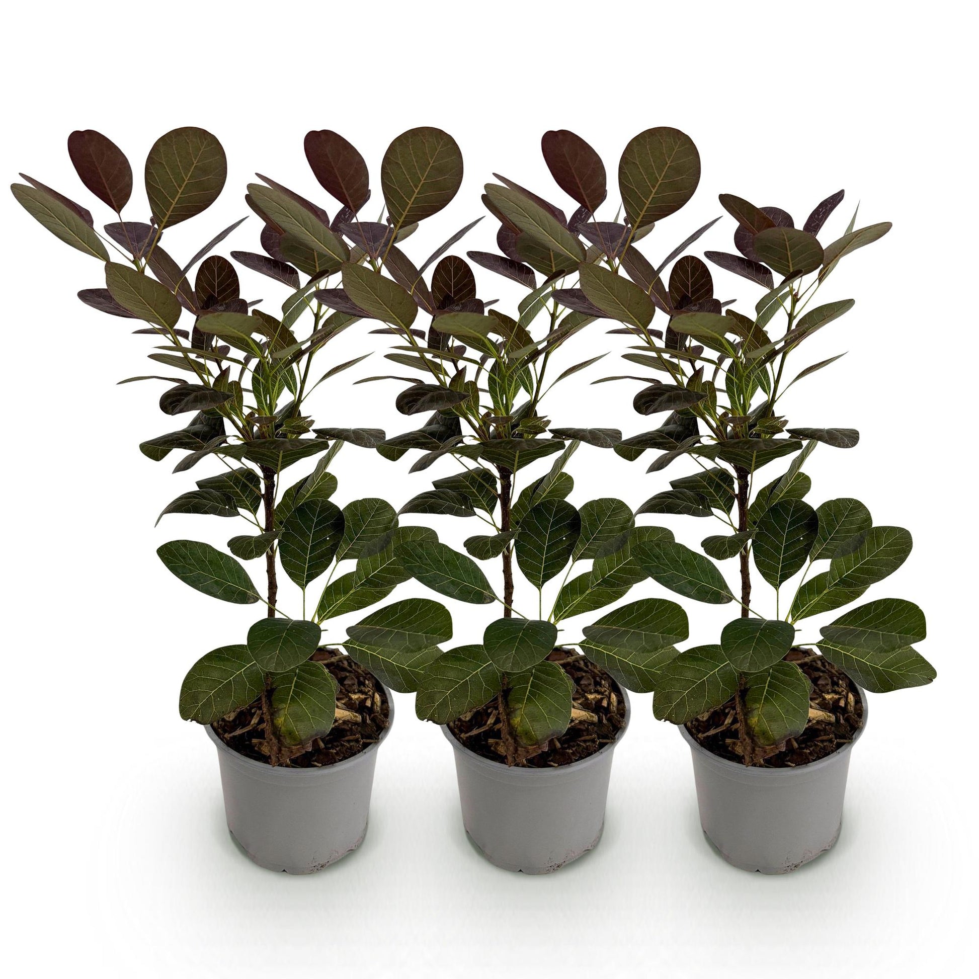 Tuinplant - Cotinus coggyria Royal Purple - 3 Planten - Weinig Onderhoud - Forestbloom